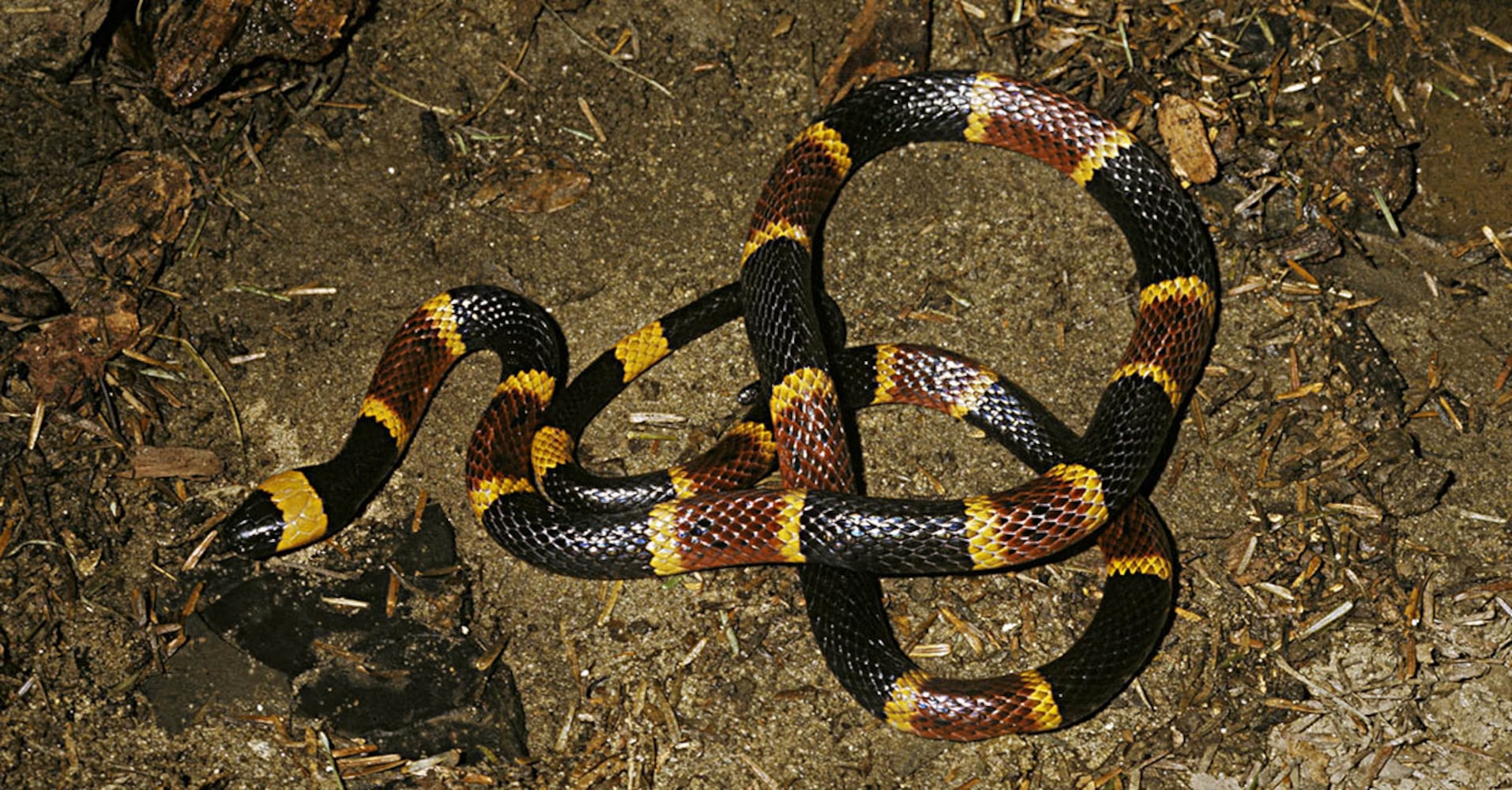 Coral Snakes