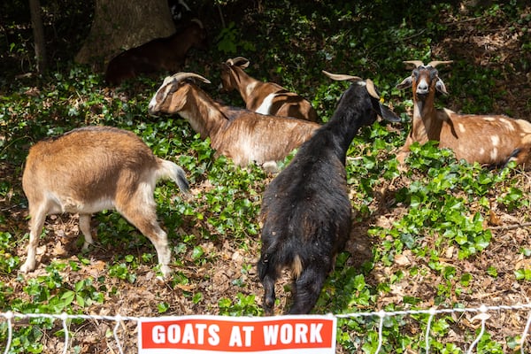 Goats eat overgrowth that is part of Piney Grove Cemetery in Buckhead on Wednesday, May 3, 2023. Audrey Collins and her sister Rhonda Jackson are trying to restore the ancient cemetery, which is where about 30 of their family members are buried. (Arvin Temkar / arvin.temkar@ajc.com)