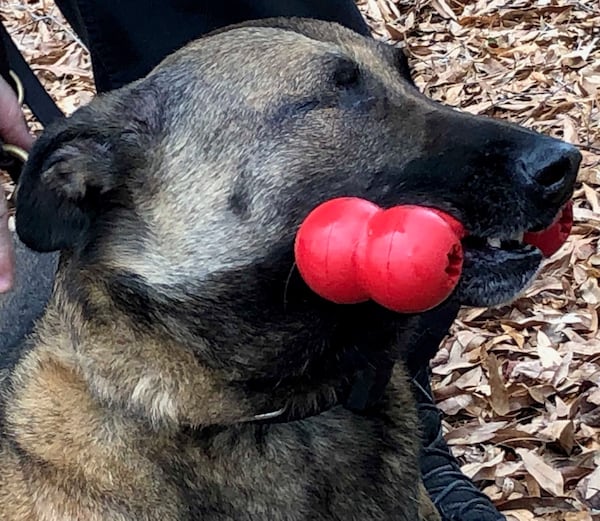 Indi is recovering after taking a bullet to his right eye. (Photo: Channel 2 Action News)