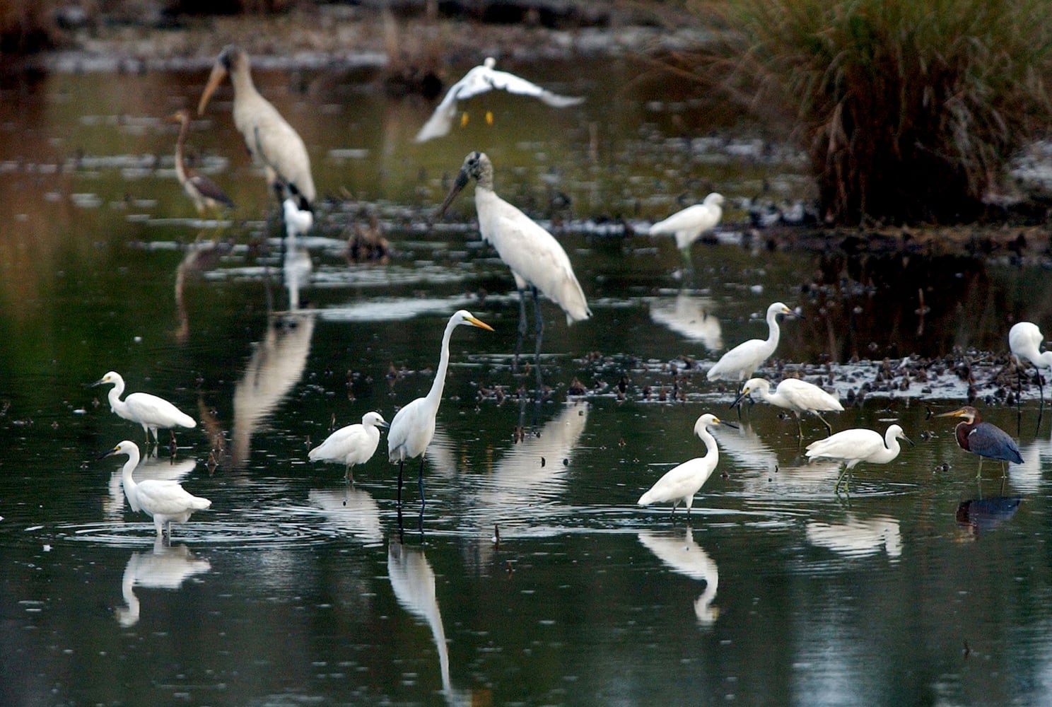 Coastal birds of Georgia