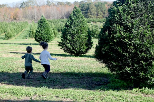 Emmy, 4, and her brother Karsen, who turns 3 on Dec. 19, set off to find the perfect tree at Bottoms Christmas Tree Farm in Cumming.