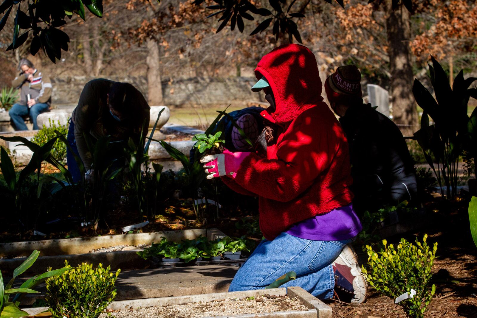 Andrea Lewis plants Chrysogonum between the tombstones in the historically African American section of Oakland Cemetery on Saturday, January 22, 2022. The event was planned to commemorate the Martin Luther King Jr. National Day of Service. (Photo by Steve Schaefer for The Atlanta Journal-Constitution)