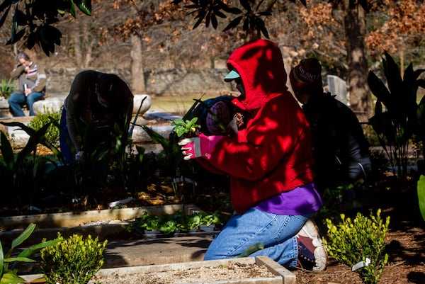 Andrea Lewis plants Chrysogonum between the tombstones in the historically African American section of Oakland Cemetery on Saturday, January 22, 2022. The event was planned to commemorate the Martin Luther King Jr. National Day of Service. (Photo by Steve Schaefer for The Atlanta Journal-Constitution)