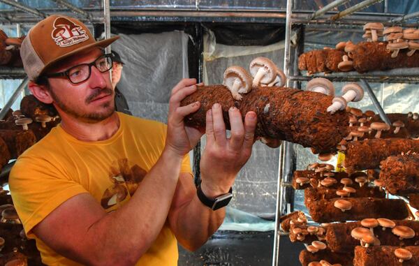 Howard Berk (shown in a 2021 photo) examines one of the logs of shiitake mushrooms prior to harvesting by farm workers at Ellijay Mushrooms in North Georgia. (Chris Hunt for The Atlanta Journal-Constitution)