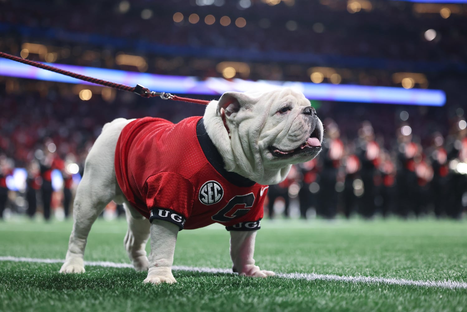 UGA surveys the field before the College Football Playoff Semifinal between the Georgia Bulldogs and the Ohio State Buckeyes at the Chick-fil-A Peach Bowl In Atlanta on Saturday, Dec. 31, 2022. (Jason Getz / Jason.Getz@ajc.com)