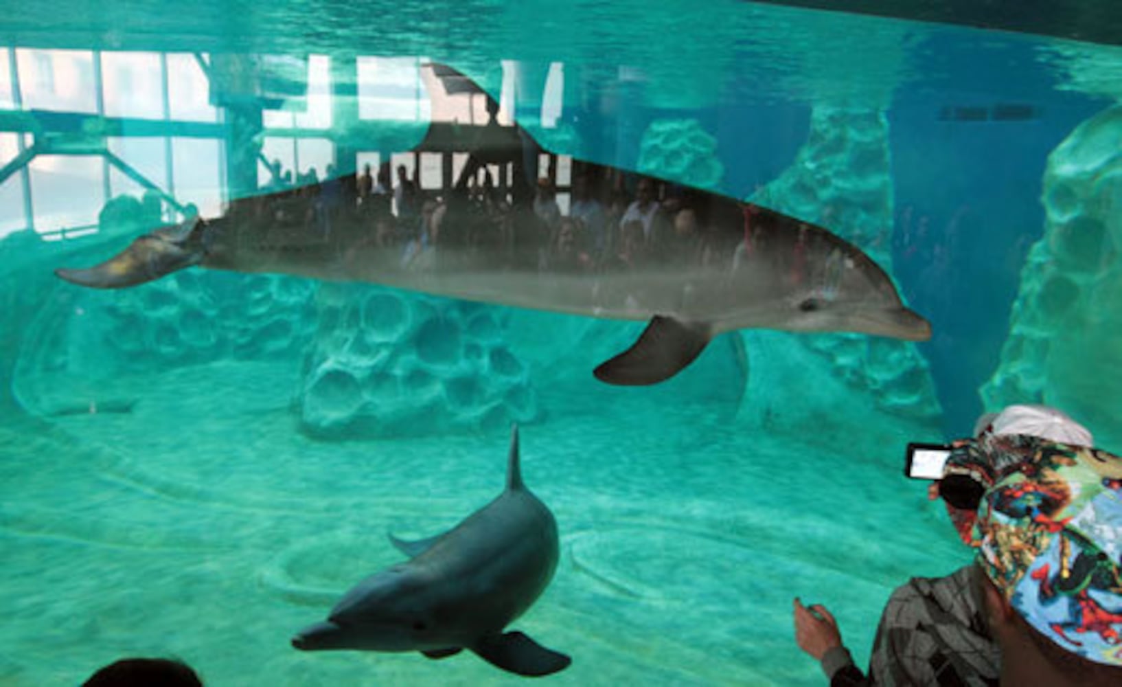 Dolphin exhibit opens at Georgia Aquarium