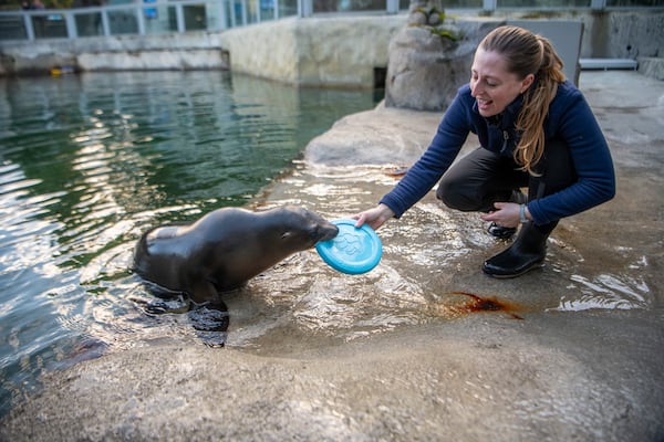 This photo provided by Point Defiance Zoo & Aquarium shows Staff Biologist Kelsie Atz-Riley with sea lion pup Pepper on Thursday, Feb. 6, 2025, at the the Point Defiance Zoo & Aquarium in Tacoma, Washington. (Katie G. Cotterill/Point Defiance Zoo & Aquarium via AP)