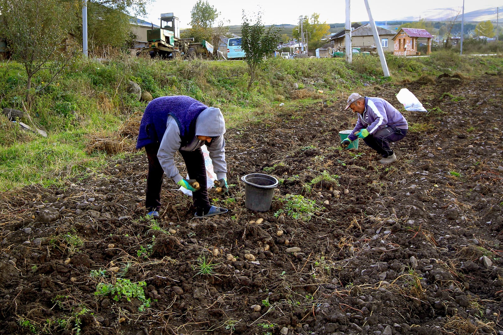 Local residents harvest potatoes on their field in the Javakheti region, Georgia, Tuesday, Oct. 22, 2024. (AP Photo/Shakh Aivazov)