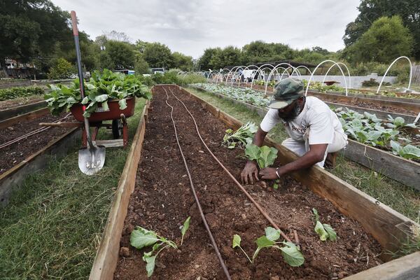 Ras Kofi plants collard greens at the Truly Living Well urban farm in Atlanta. 