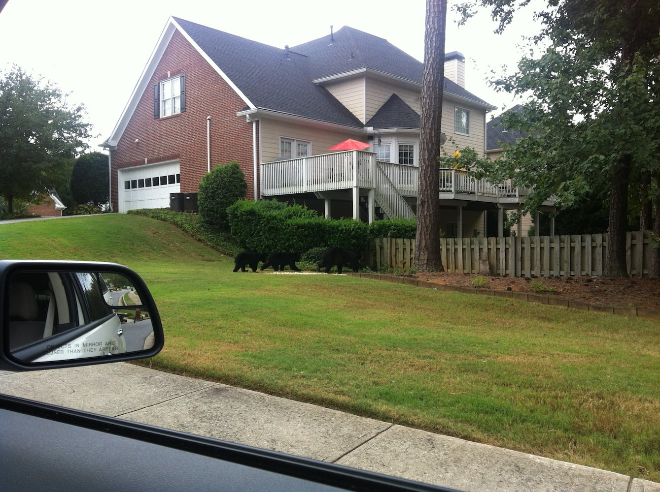 Black bears spotted in Cumming, GA.