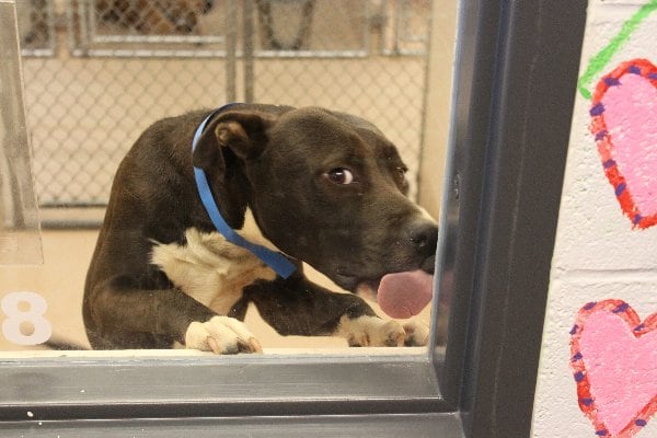 Photos courtesy of Gwinnett County Animal Shelter.