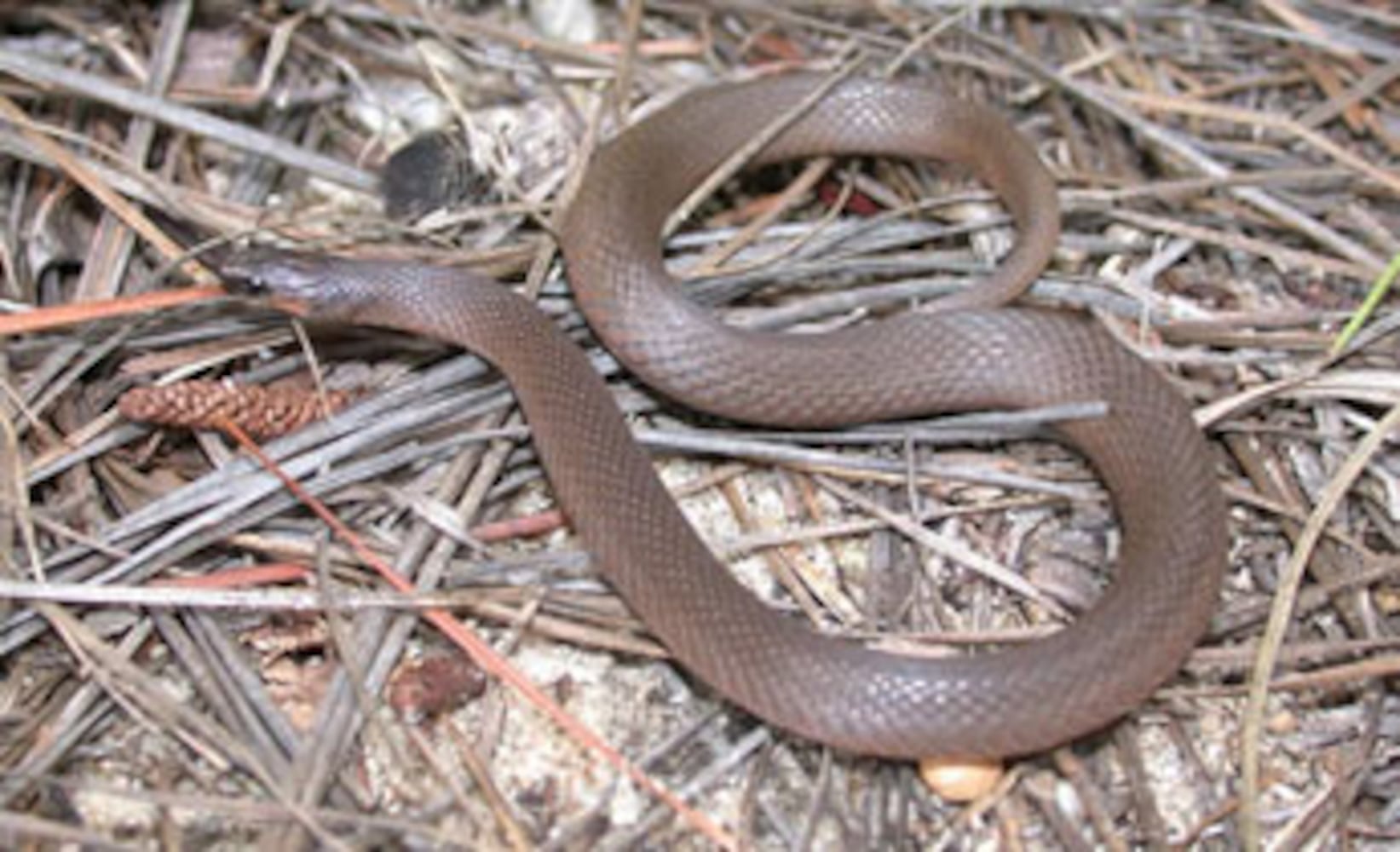 Georgia non-venomous snakes