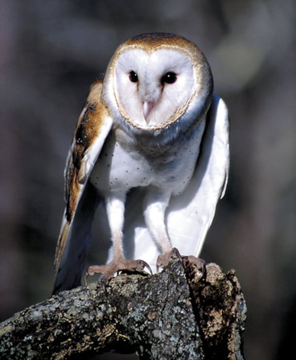 A barn owl is part of the Birds of Prey show at Callaway Gardens in Pine Mountain.