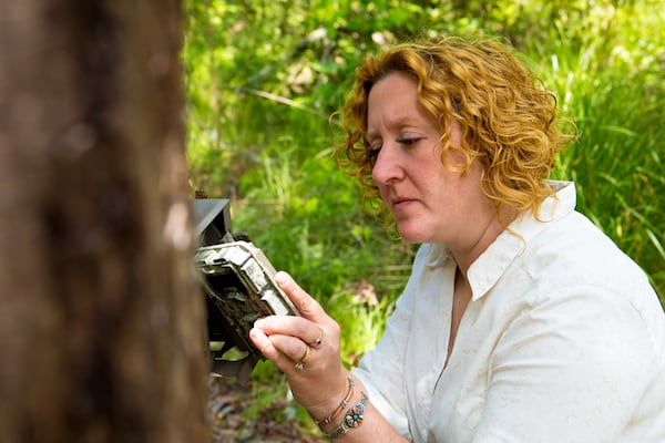 Emily Coffey, vice president of conservation at the Atlanta Botanical Garden, helps install a game camera at a bog in North Georgia to keep track of invasive feral hogs. The hogs pose a danger to  the last wild population of purple pitcher plants in Georgia. (Casey Sykes, for The Atlanta Journal-Constitution.)