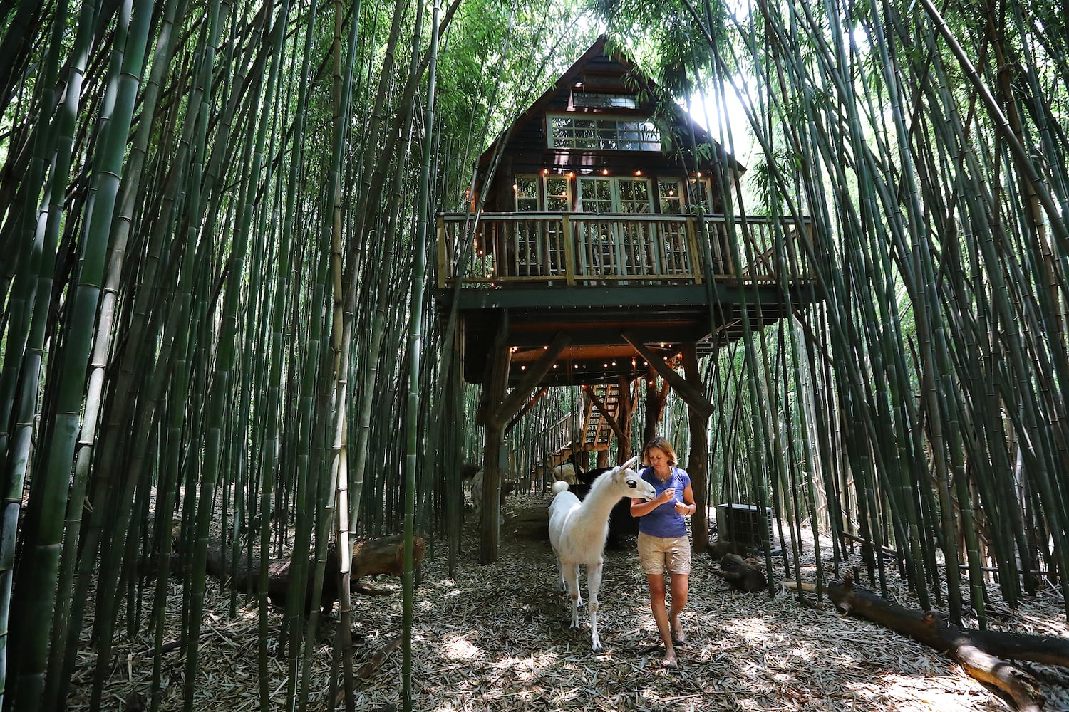 Atlanta Airbnb with llamas inside a bamboo forest