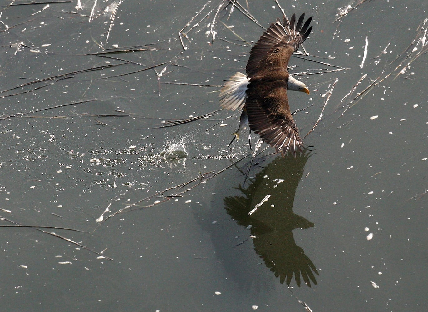 Coastal birds of Georgia