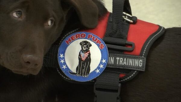 Hero Pups was created by Laura Barker to help soldiers with PTSD and traumatic brain injuries.