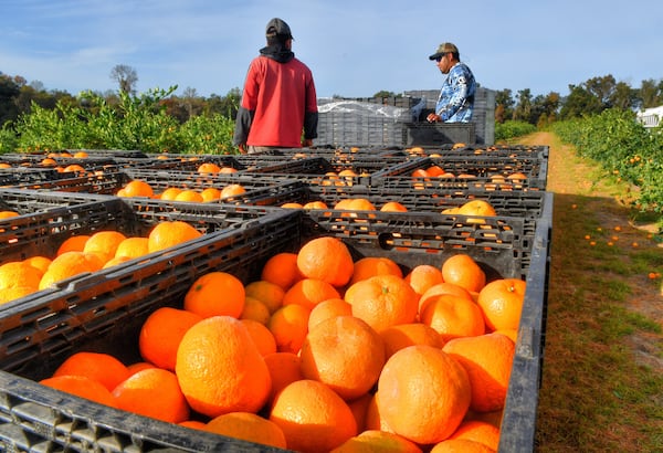 Fresh picked satsumas await transport to the inspection and packaging building at Corbett Brothers Farms. Contributed by Chris Hunt 