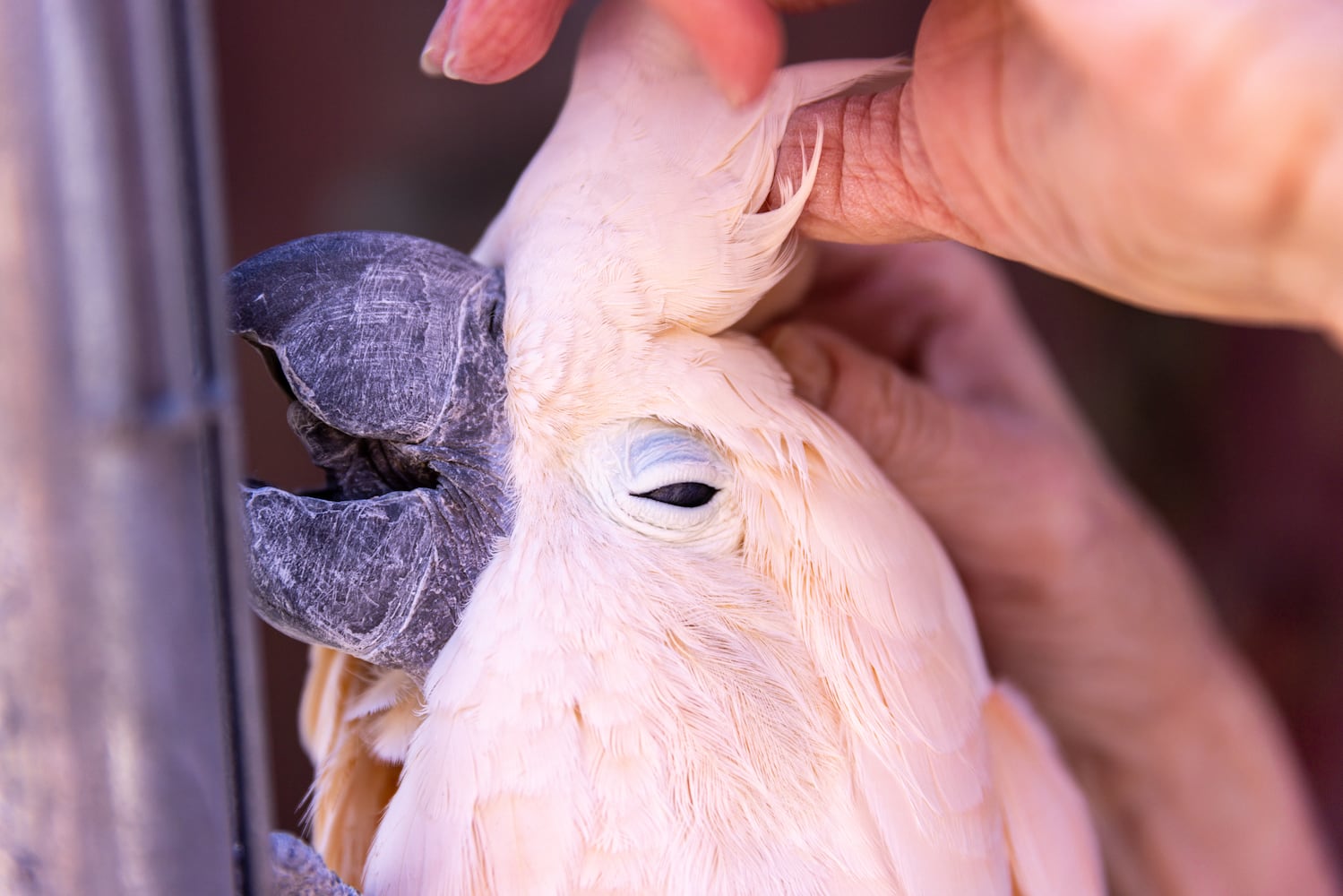 Exotic birds return to Buckhead restaurant