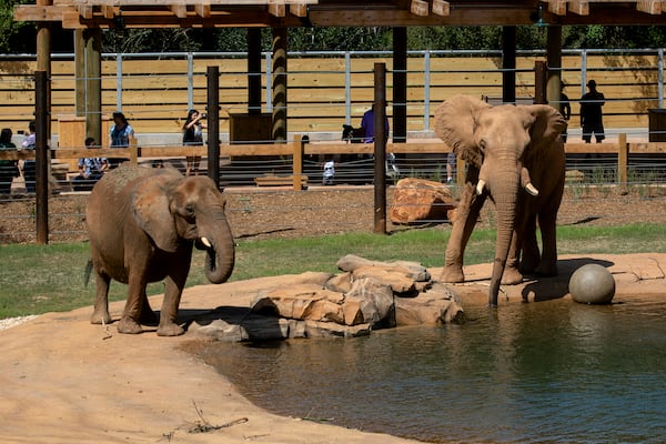 Two elephants from among Zoo Atlanta's 1,000 animal residents. 
(Courtesy of Zoo Atlanta)