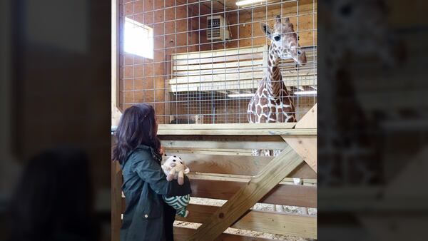 South Carolina mother Erin Dietrich, also known as Giraffe Mom, met fellow viral sensation April the Giraffe in April 2017.