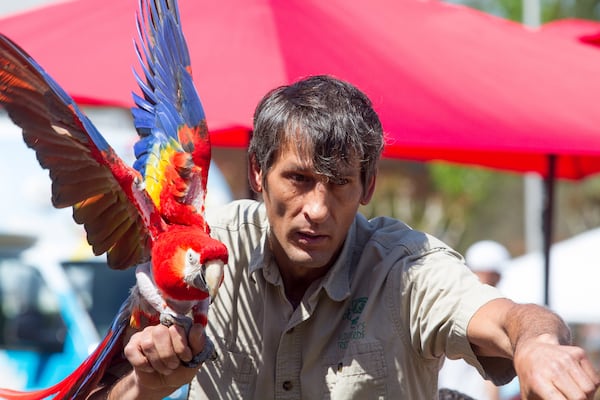 Bears aren’t the only critters at this weekend’s Spring Jonquil Festival in Smyrna. Steve Talmon gets his bird to take flight during a bird demonstration at the fest Saturday, April 28, 2018.  The festival continues through Sunday. 