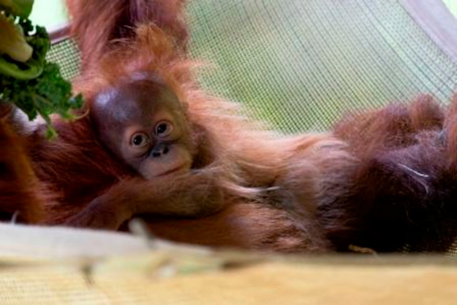 Zoo Atlanta babies