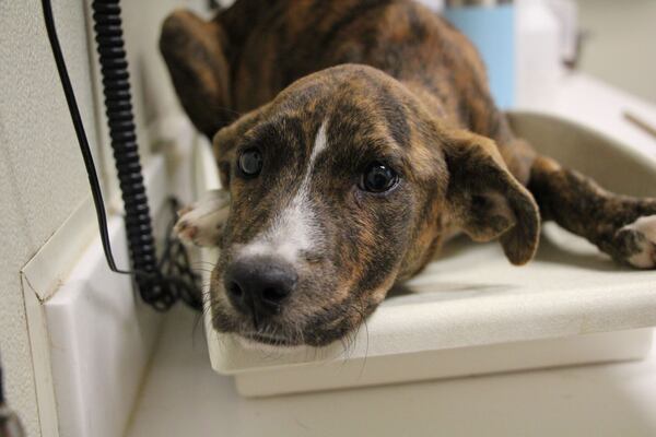 Photo: Courtesy of The Atlanta Humane Society