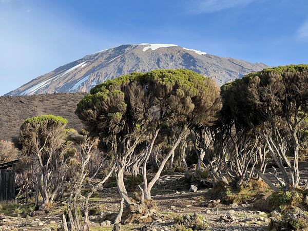 A view of Mount Kilimanjaro in Tanzania. The mountain is the highest peak on the continent. Photo contributed by C. David Moody Jr. (Contributed)