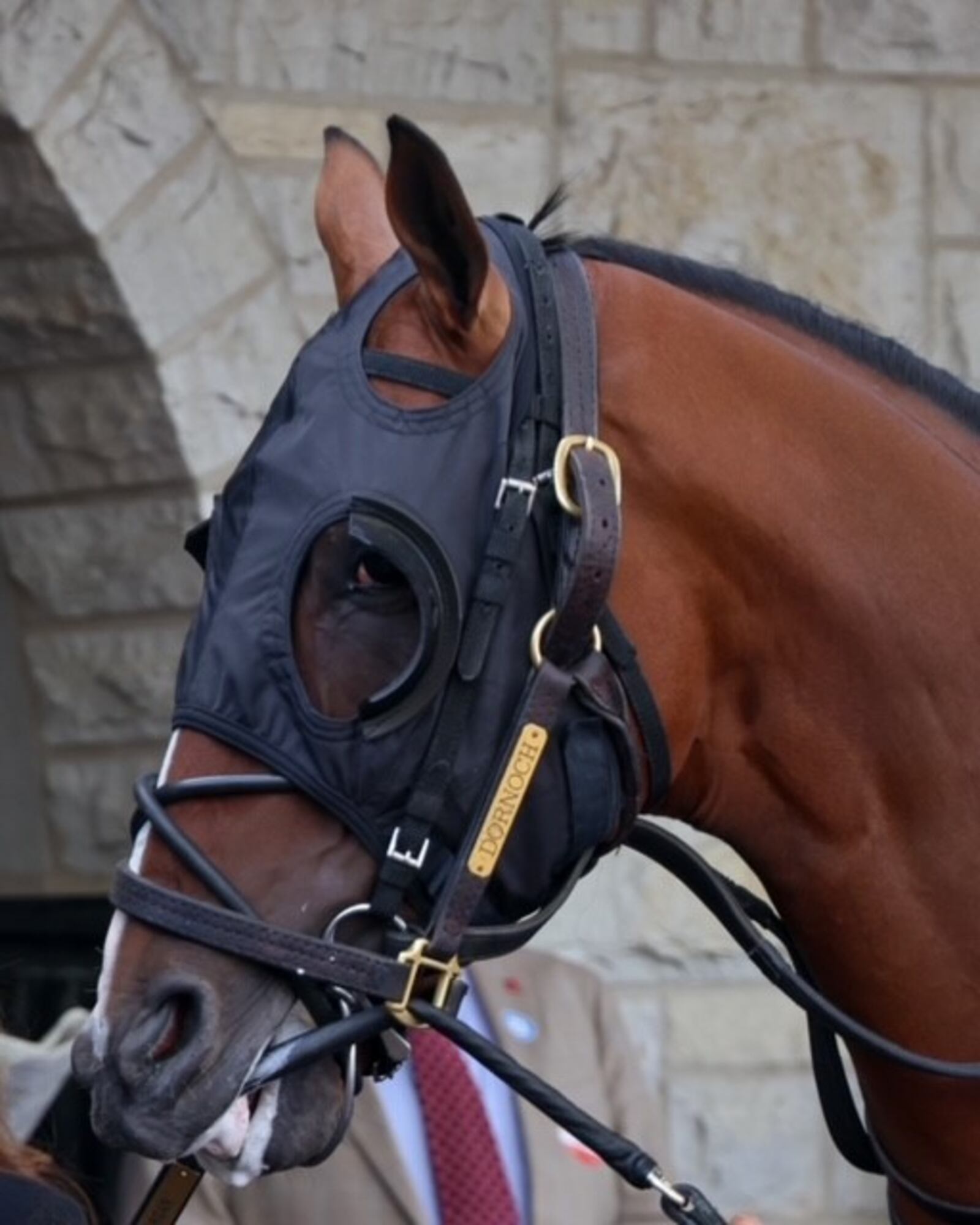 Dornoch, owned in part by West Paces Racing, will run in the Kentucky Derby on May 5.