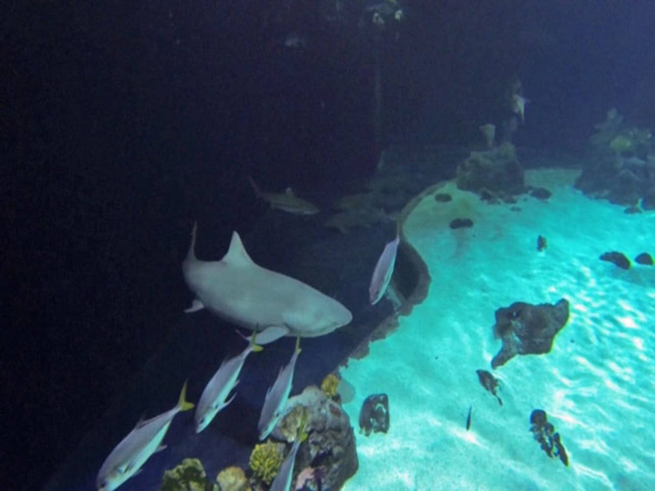 Eye-To-Eye With Sharks At Point Defiance Zoo & Aquarium