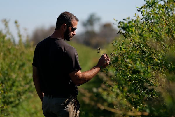 Third-generation farmer Clay McKinnon observes a blueberry blossom as the fruit begins to emerge on Wednesday, March 19, 2025. McKinnon's farm saw five of his six chicken houses demolished and blueberry bushes twisted by Helene’s winds. (Miguel Martinez/AJC)