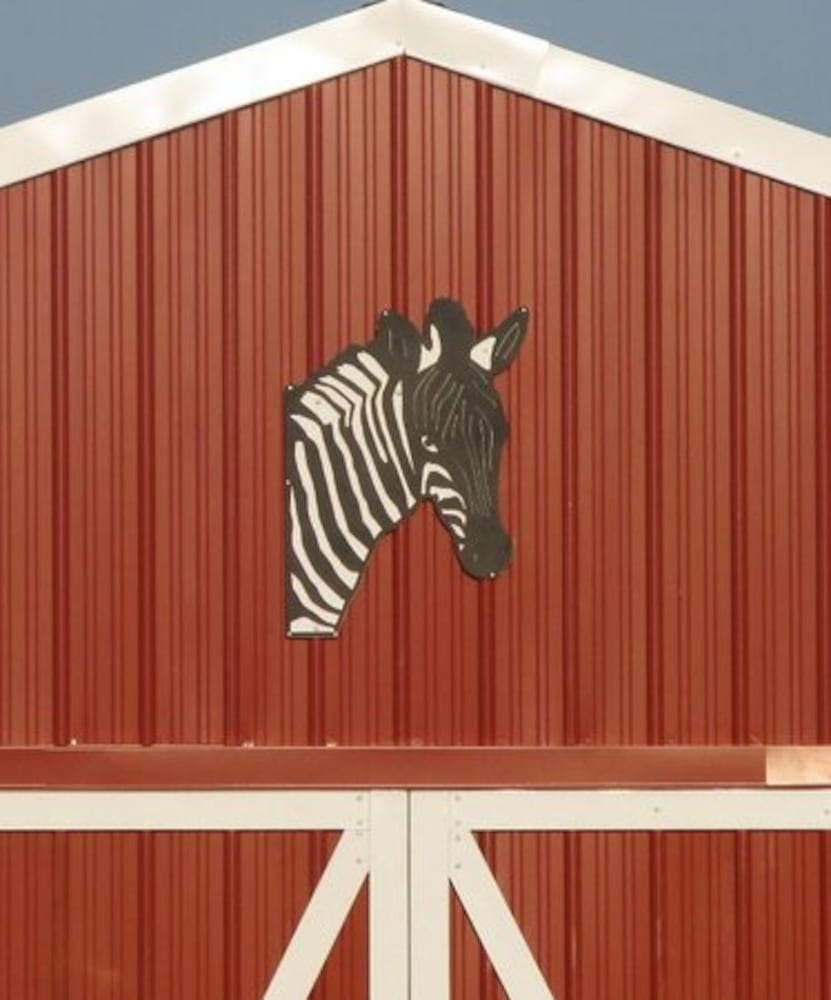 Evidence the zebra settles into his new home