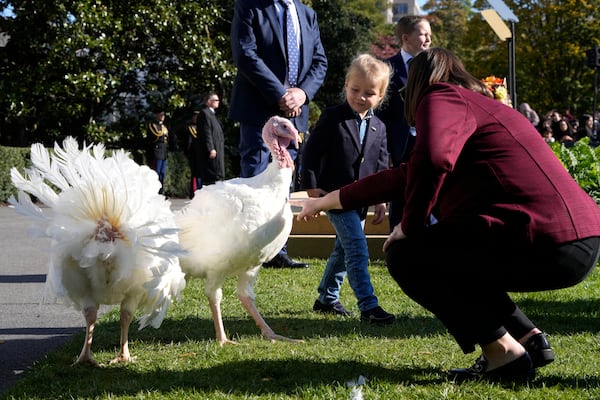 Beau Biden, grandson of President Joe Biden, is pictured with the national Thanksgiving turkeys, Peach and Blossom, after a pardoning ceremony on the South Lawn of the White House in Washington, Monday, Nov. 25, 2024. (AP Photo/Mark Schiefelbein)