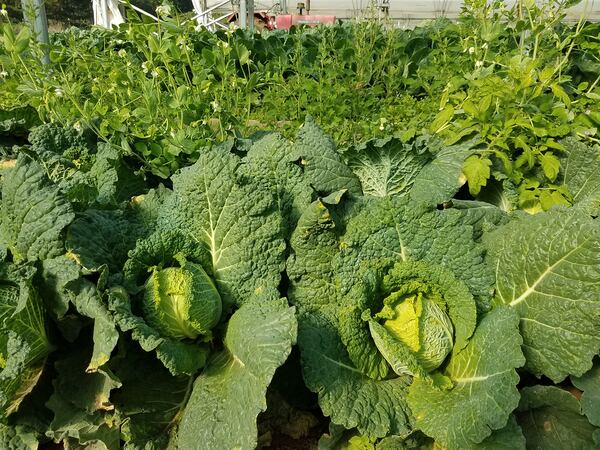 Savoy king cabbage features beautifully textured dark green outer leaves. Courtesy of Straight From the Backyard Farm