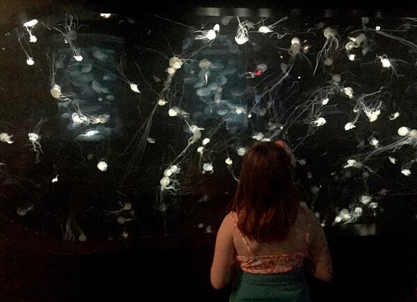 A display of jellyfish at the Tennessee Aquarium. The Aquarium is housed in two buildings that feature river and ocean exhibits. (Valerie Schremp Hahn/St. Louis Post-Dispatch/TNS)