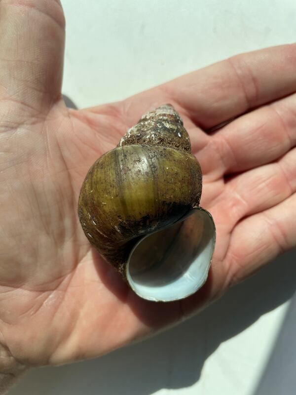 Invasive mystery snails that were recently discovered in Lake Lanier could pose a threat to native species and human health, officials say.