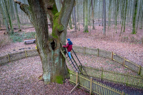 A passer by climbs up a ladder of the Bridegroom's Oak which has a famous knothole that has been used as a mailbox since 1892, in Dodau forest, near Eutin, northern Germany, Saturday, March 1, 2025. (AP Photo/Michael Probst)