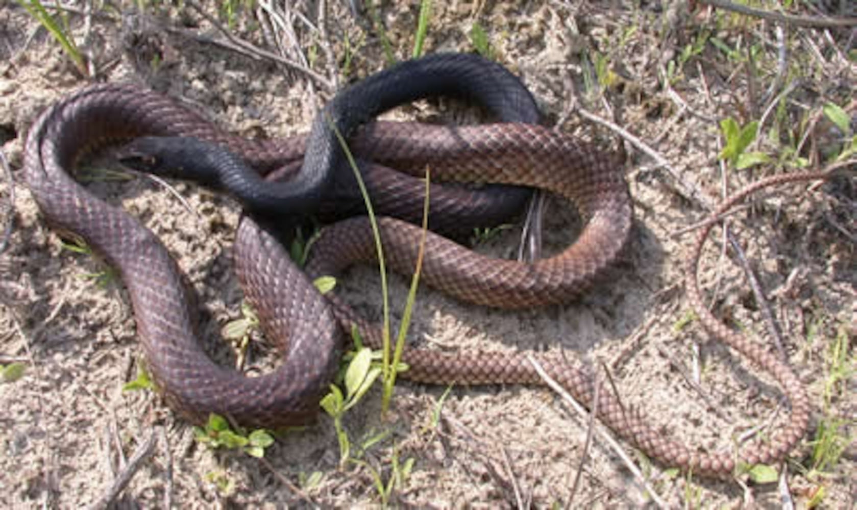 Georgia non-venomous snakes