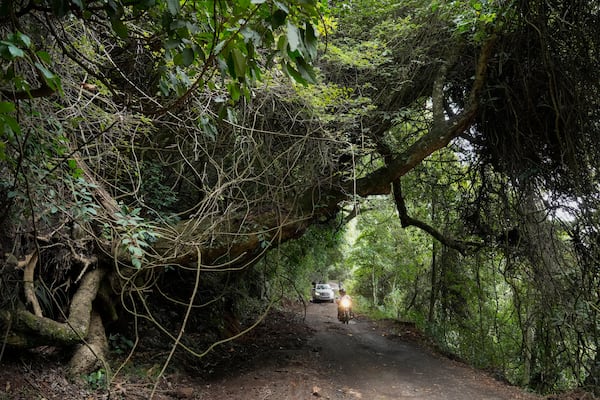 Motorists ride through the Shola-grassland forests or cloud forests in Nilgiris district, India, Wednesday, Sept. 25, 2024. (AP Photo/Aijaz Rahi)