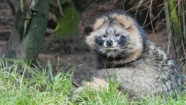 A raccoon dog, similar to the ones that escaped in Nottinghamshire, England, is pictured here. The animal, from the canid family, is indigenous to East Asia and is considered an invasive species in Europe.