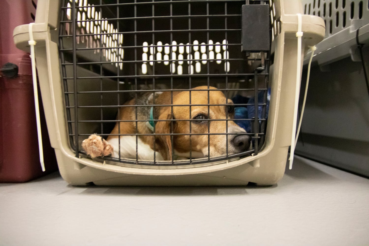 Atlanta Humane Society rescues dozens of dogs from animal testing breeding facility