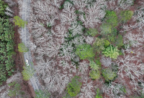 Aerial photo shows Dawson Forest Wildlife Management Area near Amicalola Creek, Thursday, January 31, 2025, in Dawsonville. (Hyosub Shin / AJC)