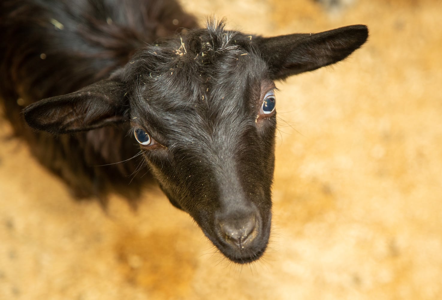 A goat pears up at visitor during the opening of SeaQuest aquarium in The Mall at Stonecrest. 
PHIL SKINNER FOR THE ATLANTA JOURNAL-CONSTITUTION.