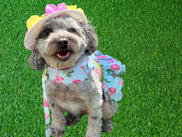 Arwen the Aussiedoodle is ready for the warm weather.