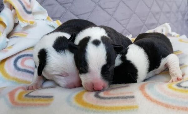 Shown here are three of the five “legacy litter” found abandoned in Upson County, Georgia as newborns with their umbilical cords still attached. They came in right around Betty White’s 100th birthday so they were named Betty White, Bob Saget, Meat Loaf, Ronnie Spector and Sidney Poitier.