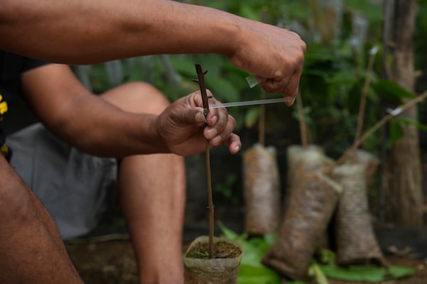 Cocoa farmer Sarwono grafts a plant at a small nursery outside his house in Tanjung Rejo, Indonesia, Wednesday, Feb. 19, 2025. (AP Photo/Dita Alangkara)