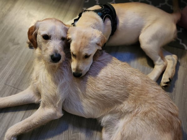 There are Georgia tomatoes and Georgia, left, and Tomato Hutton, the lab mixes who call Nuala Hutton their person. They all live in Sandy Springs. (Courtesy photo)