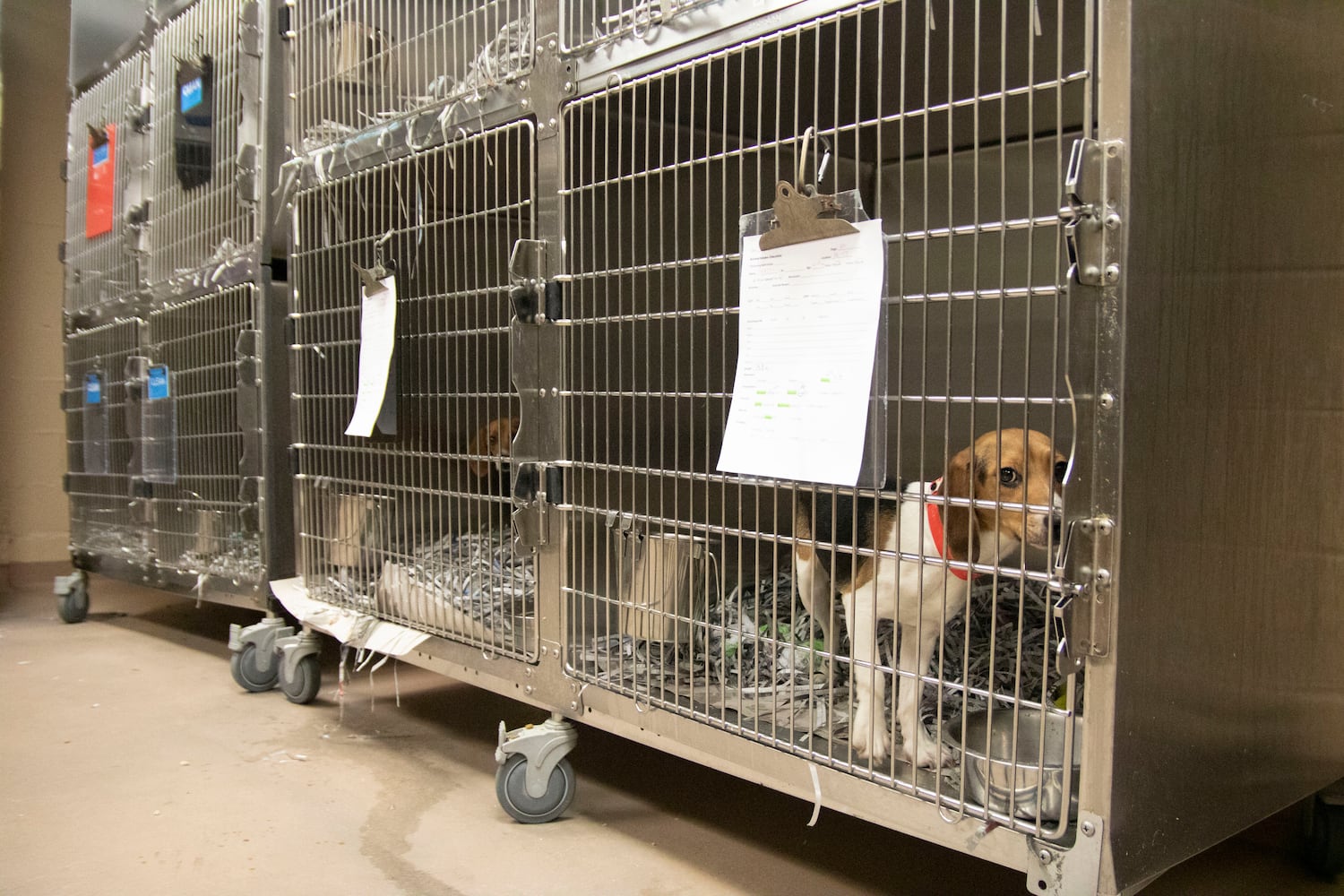 Atlanta Humane Society rescues dozens of dogs from animal testing breeding facility