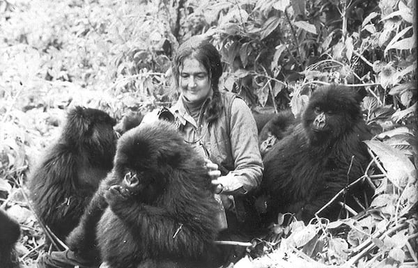 Dian Fossey Fossey developed an especially close bond to one gorilla named Digit. He was about 5 years old when she first spotted him in 1967. He had a damaged finger on his right hand (hence, the name) and no playmates his age in his group. On new year’s eve 1977, Digit was killed by poachers. More gorilla killings followed, leading Fossey to declare war on poachers.CMG Archive